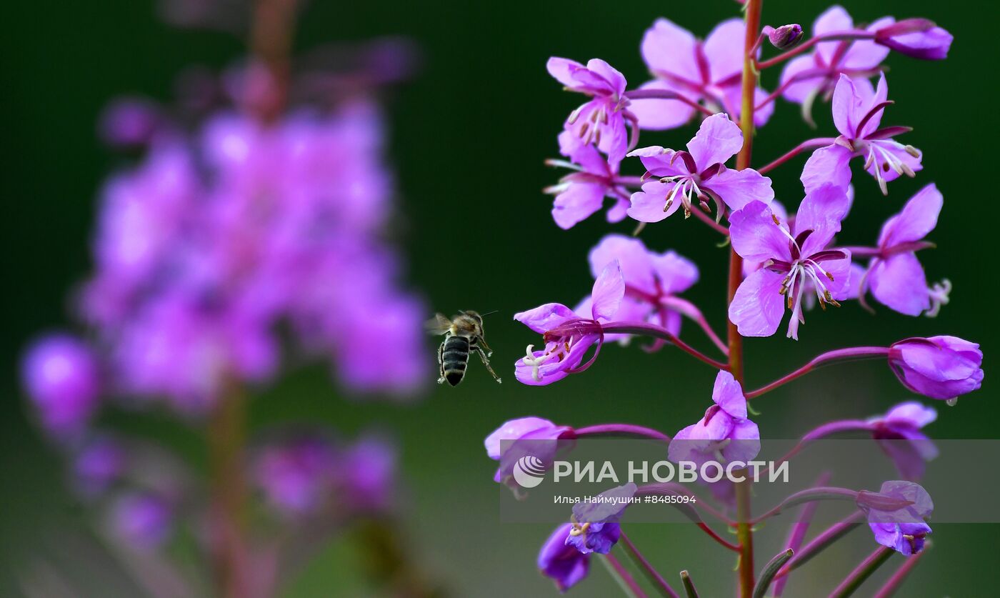 Цветение растений в Красноярском крае