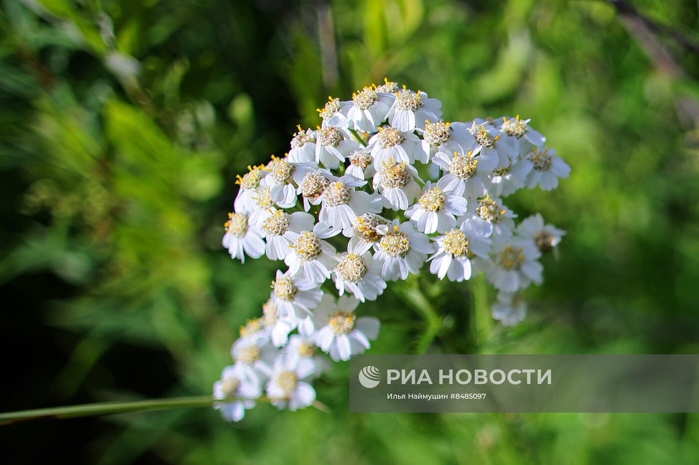 Цветение растений в Красноярском крае