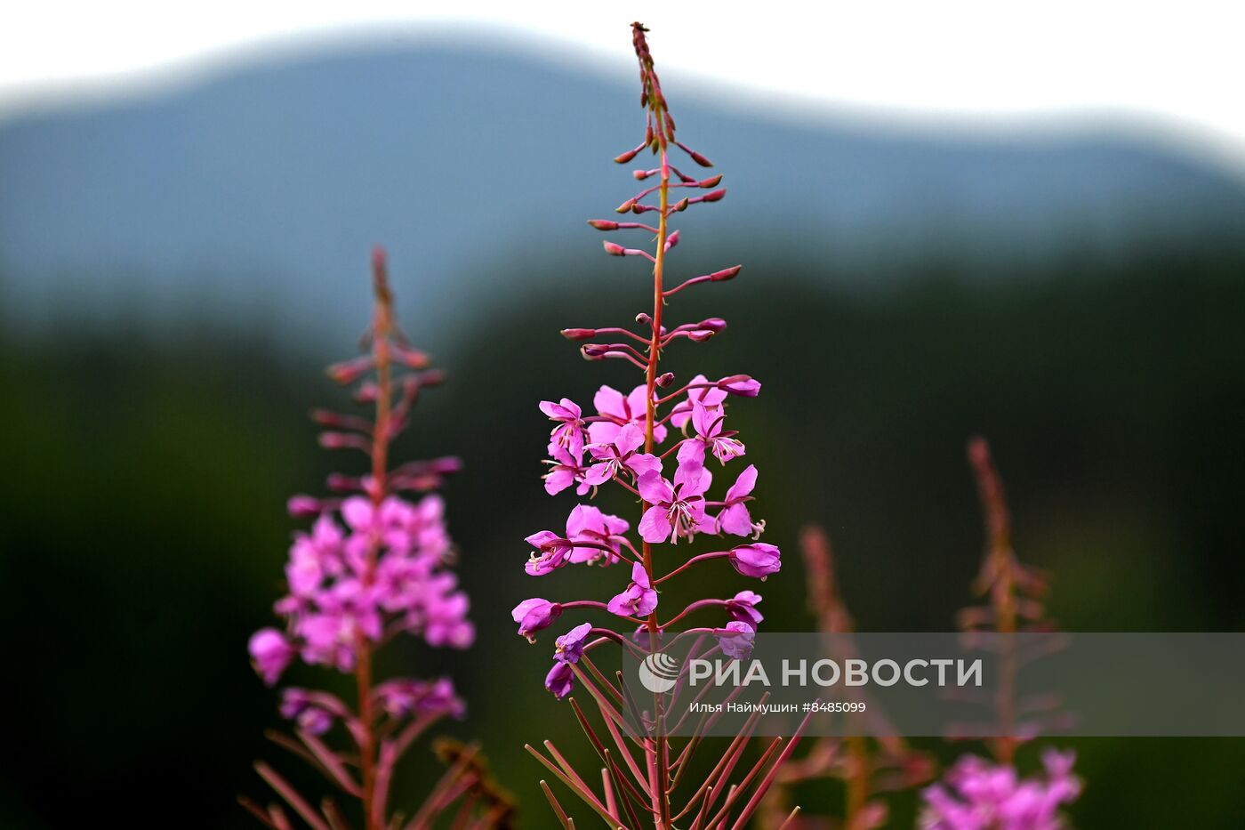 Цветение растений в Красноярском крае