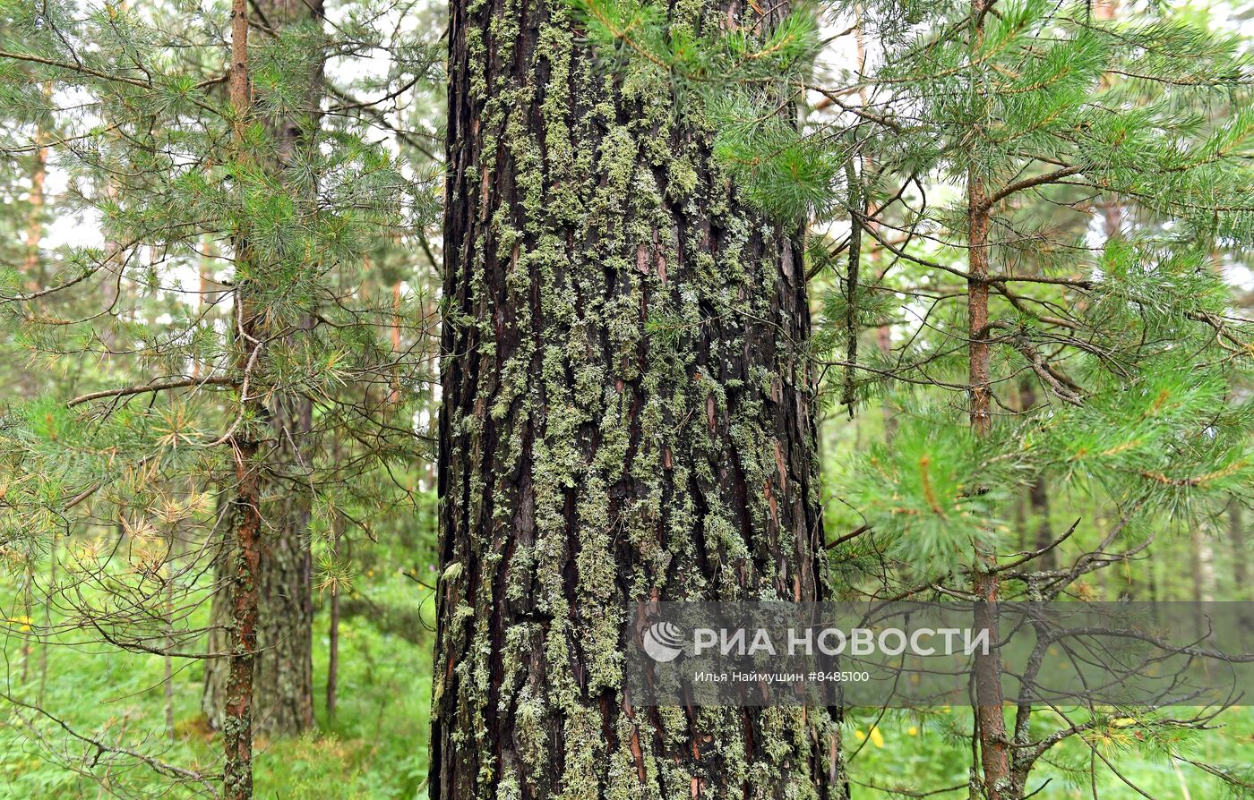 Цветение растений в Красноярском крае