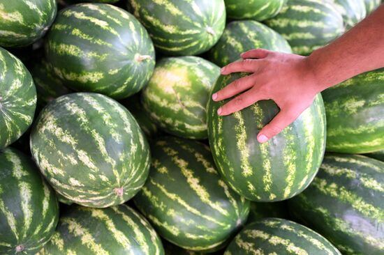 Продажа бахчевых в Москве