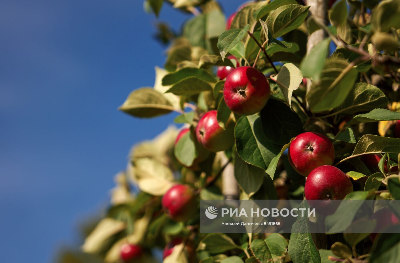 Музей-заповедник "Монрепо" в Выборге