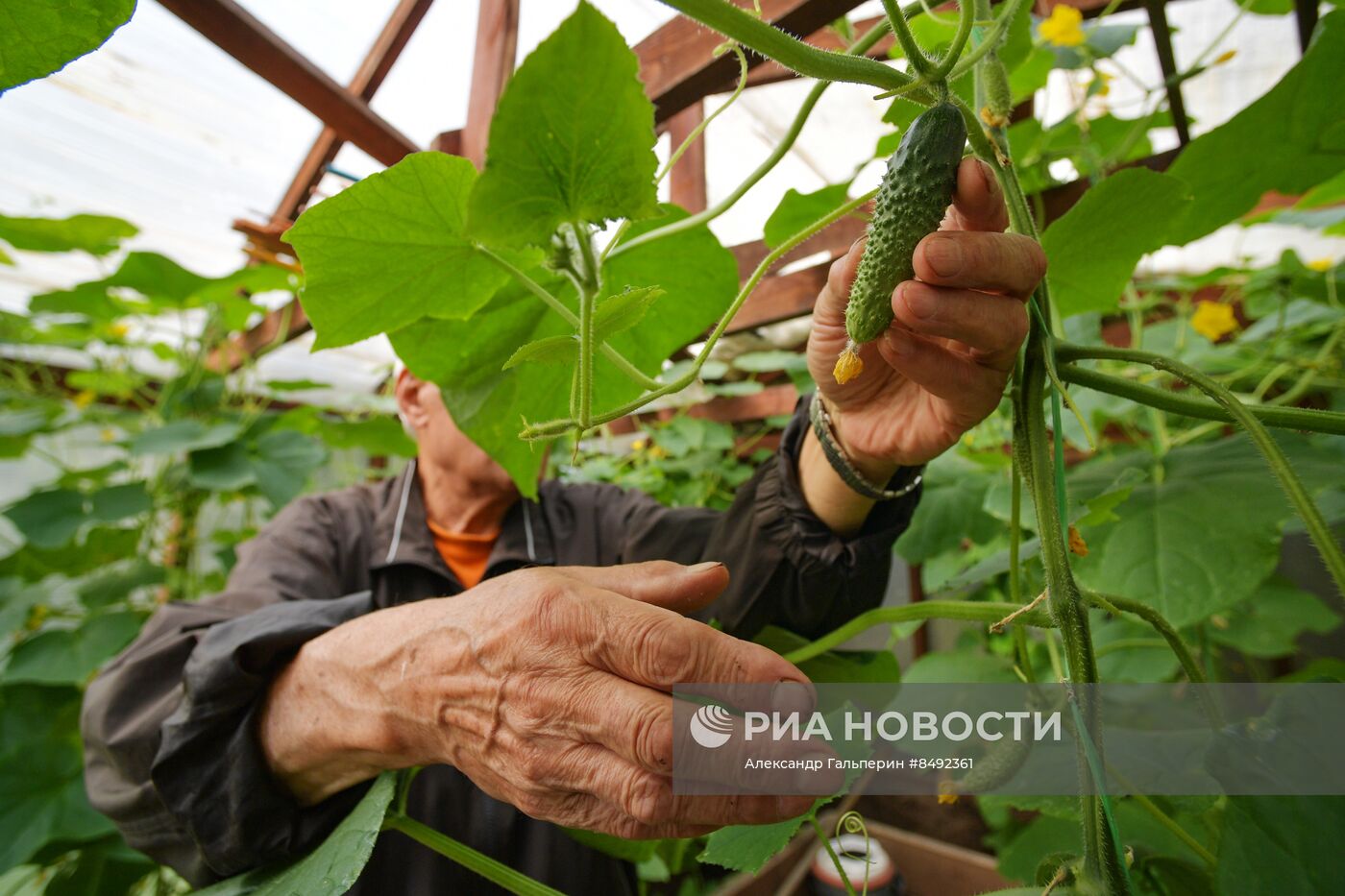 Сбор урожая дачниками в Ленинградской области