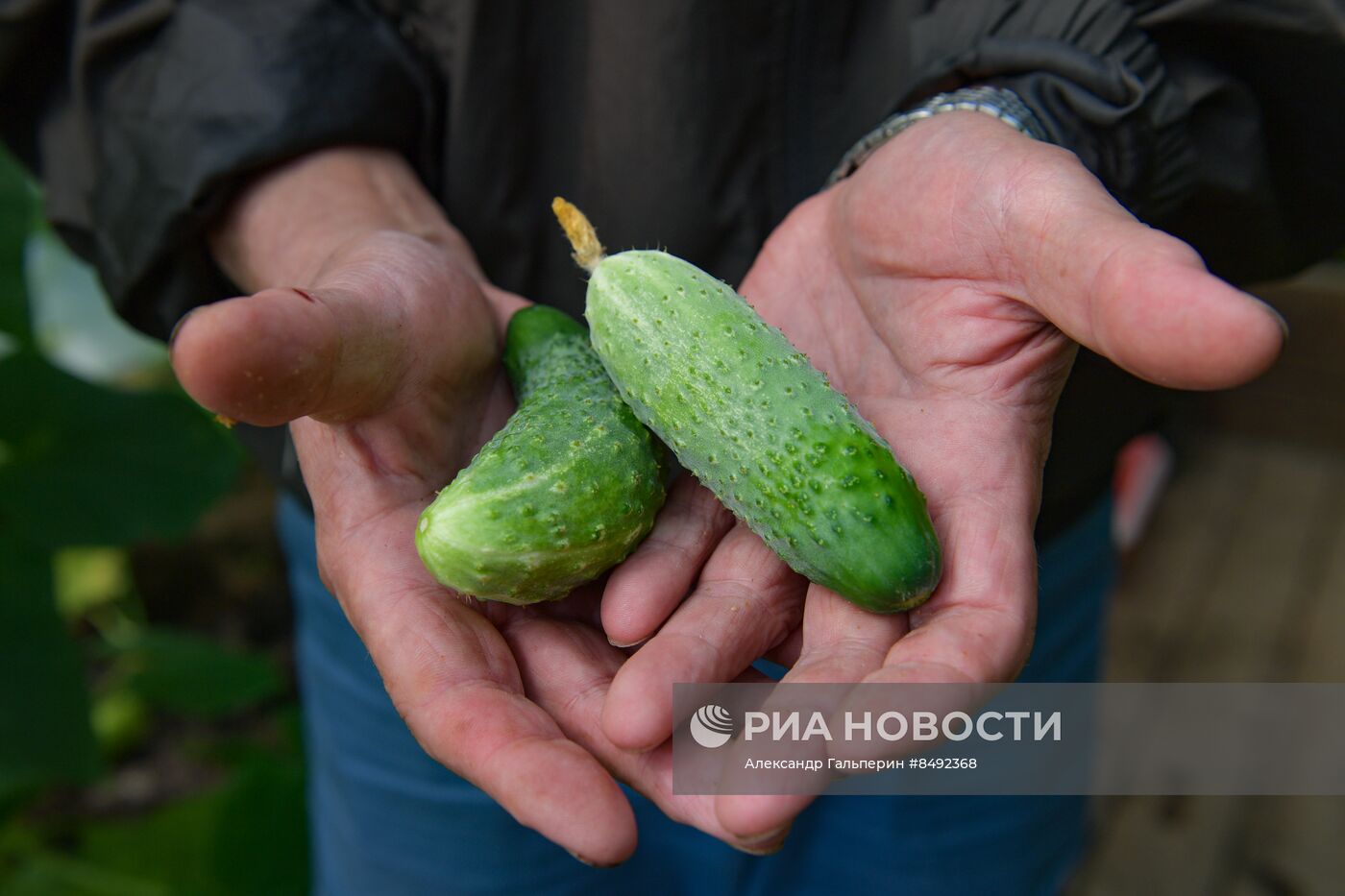 Сбор урожая дачниками в Ленинградской области