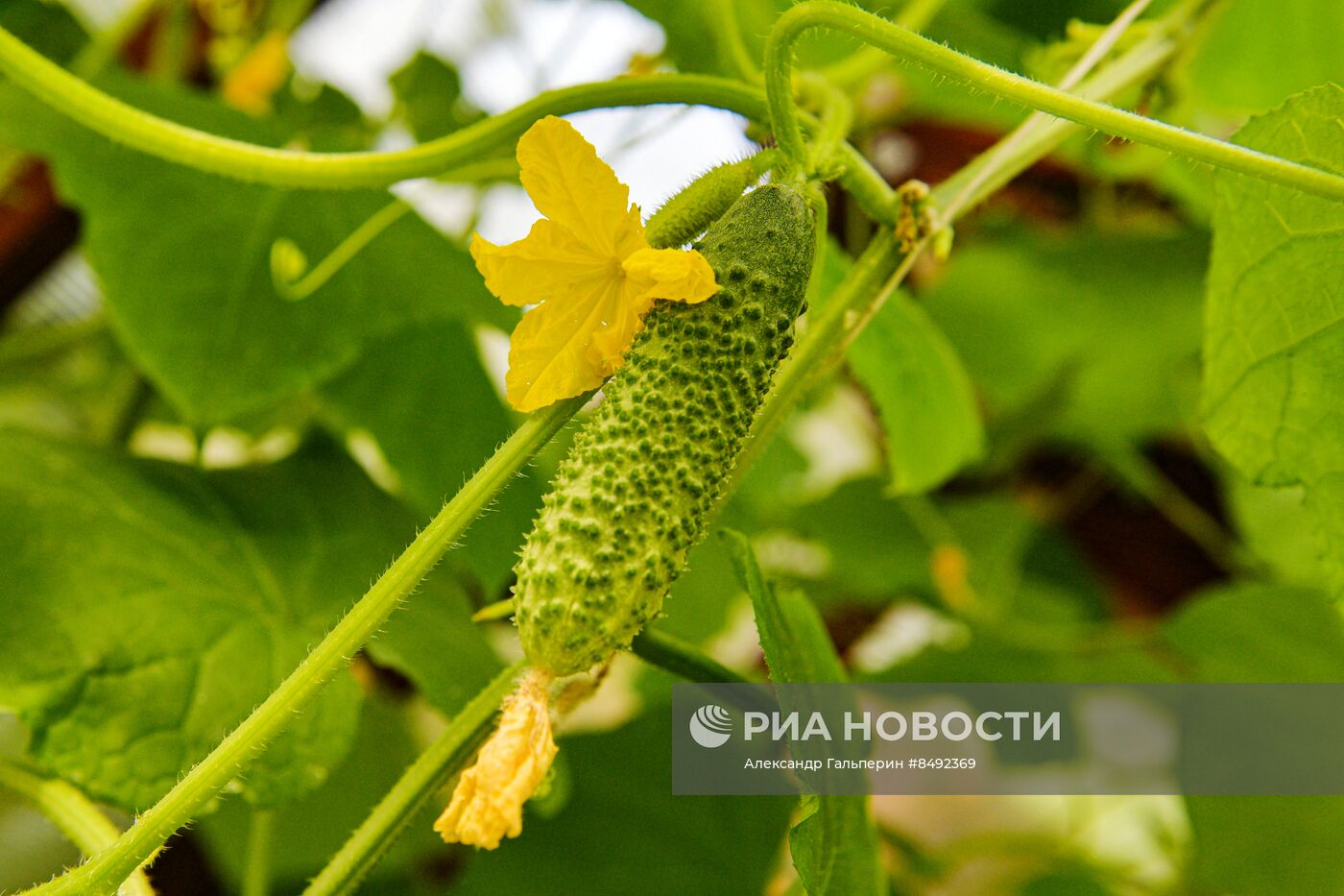 Сбор урожая дачниками в Ленинградской области