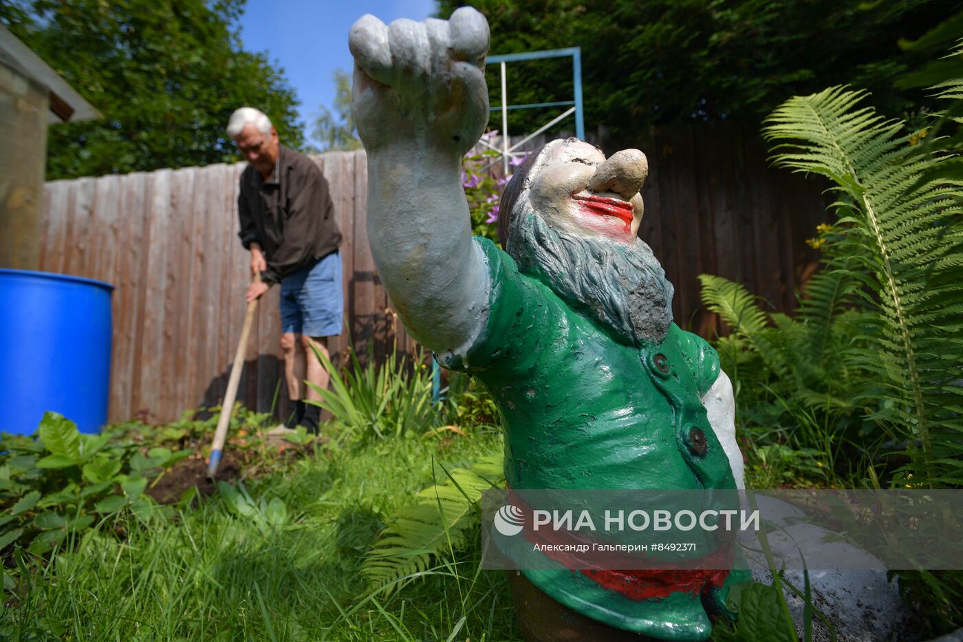 Сбор урожая дачниками в Ленинградской области