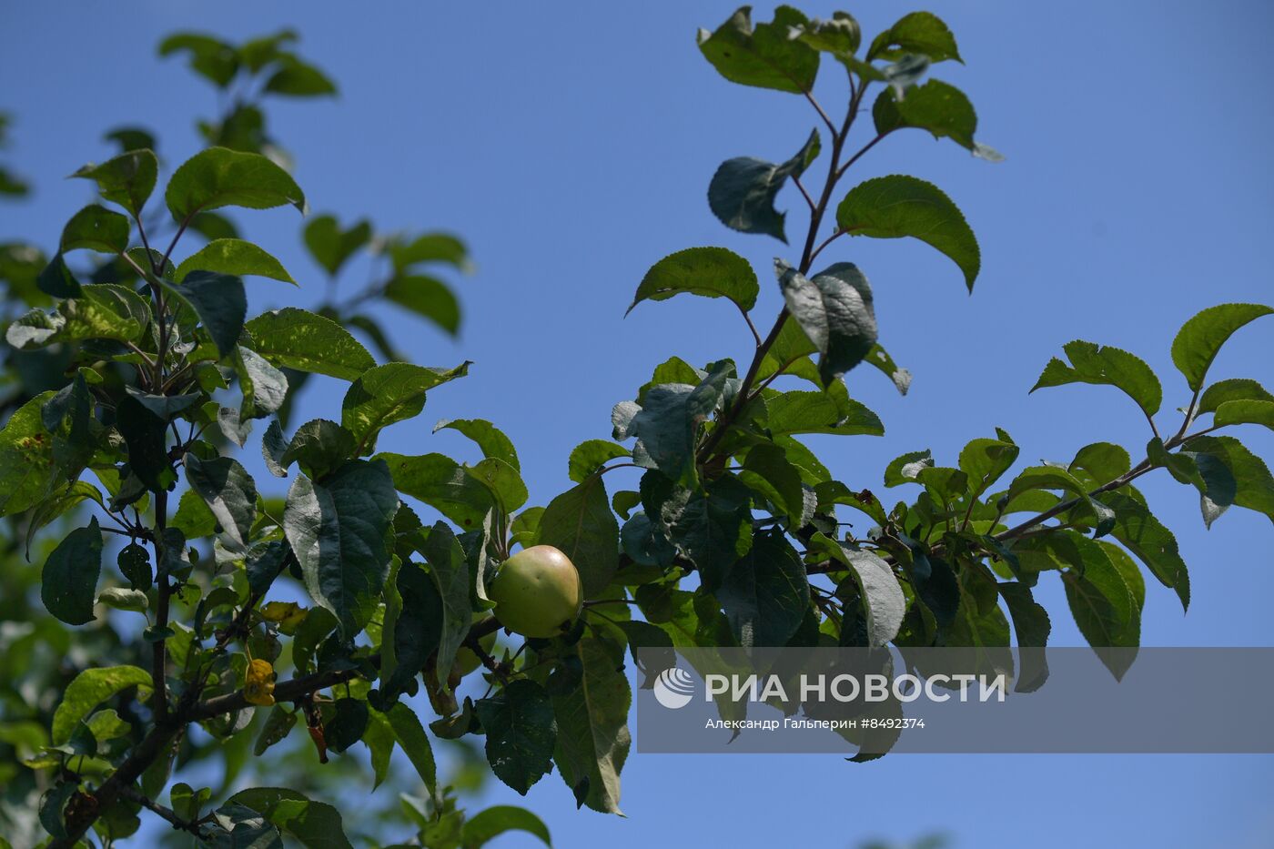 Сбор урожая дачниками в Ленинградской области