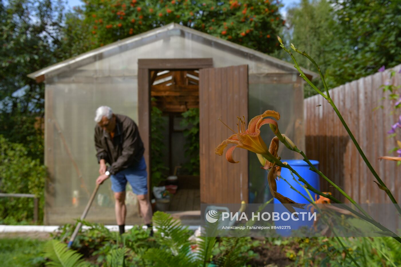 Сбор урожая дачниками в Ленинградской области