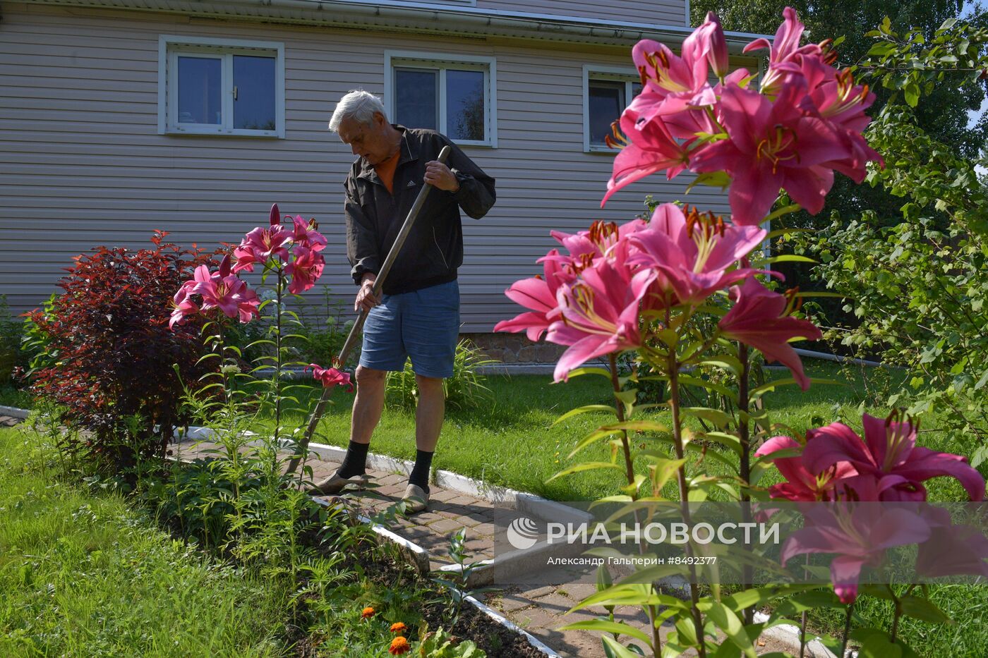 Сбор урожая дачниками в Ленинградской области