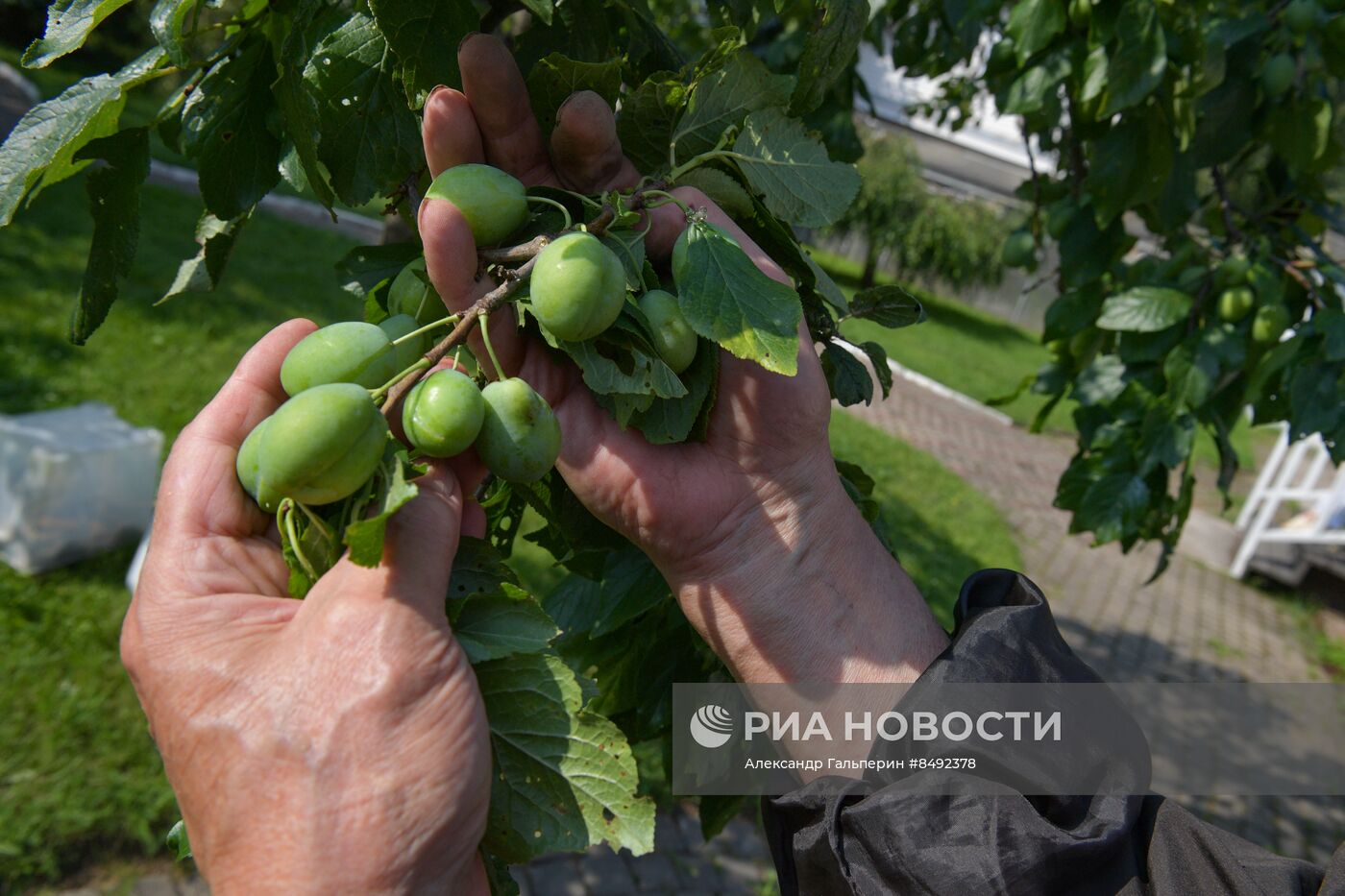 Сбор урожая дачниками в Ленинградской области