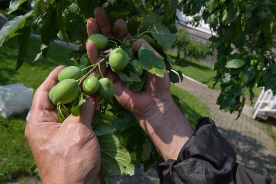 Сбор урожая дачниками в Ленинградской области