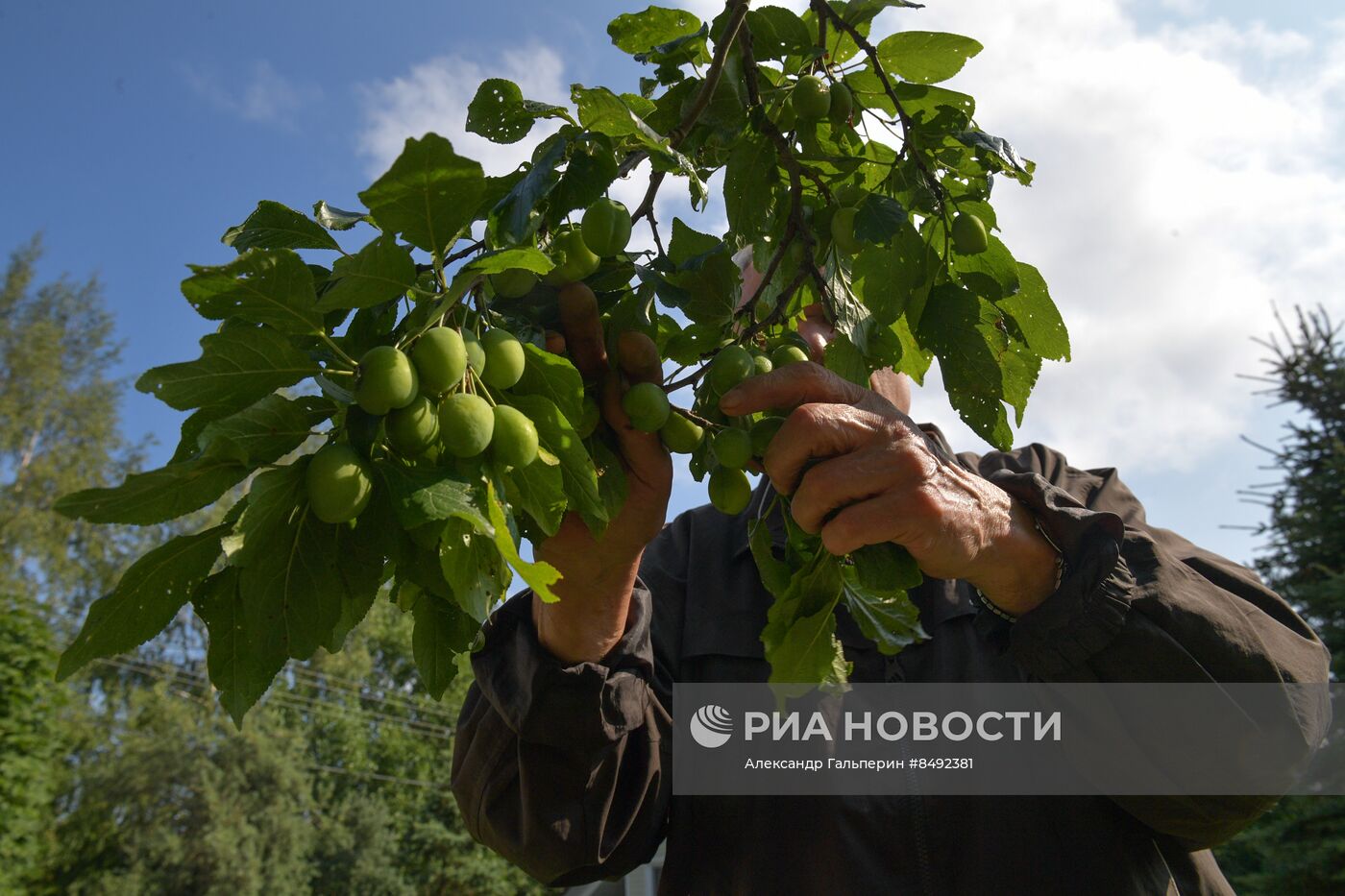 Сбор урожая дачниками в Ленинградской области