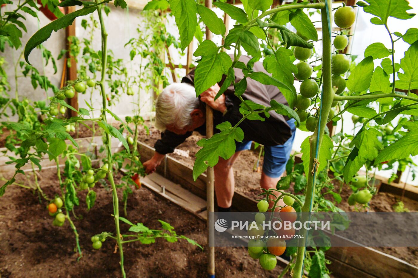 Сбор урожая дачниками в Ленинградской области