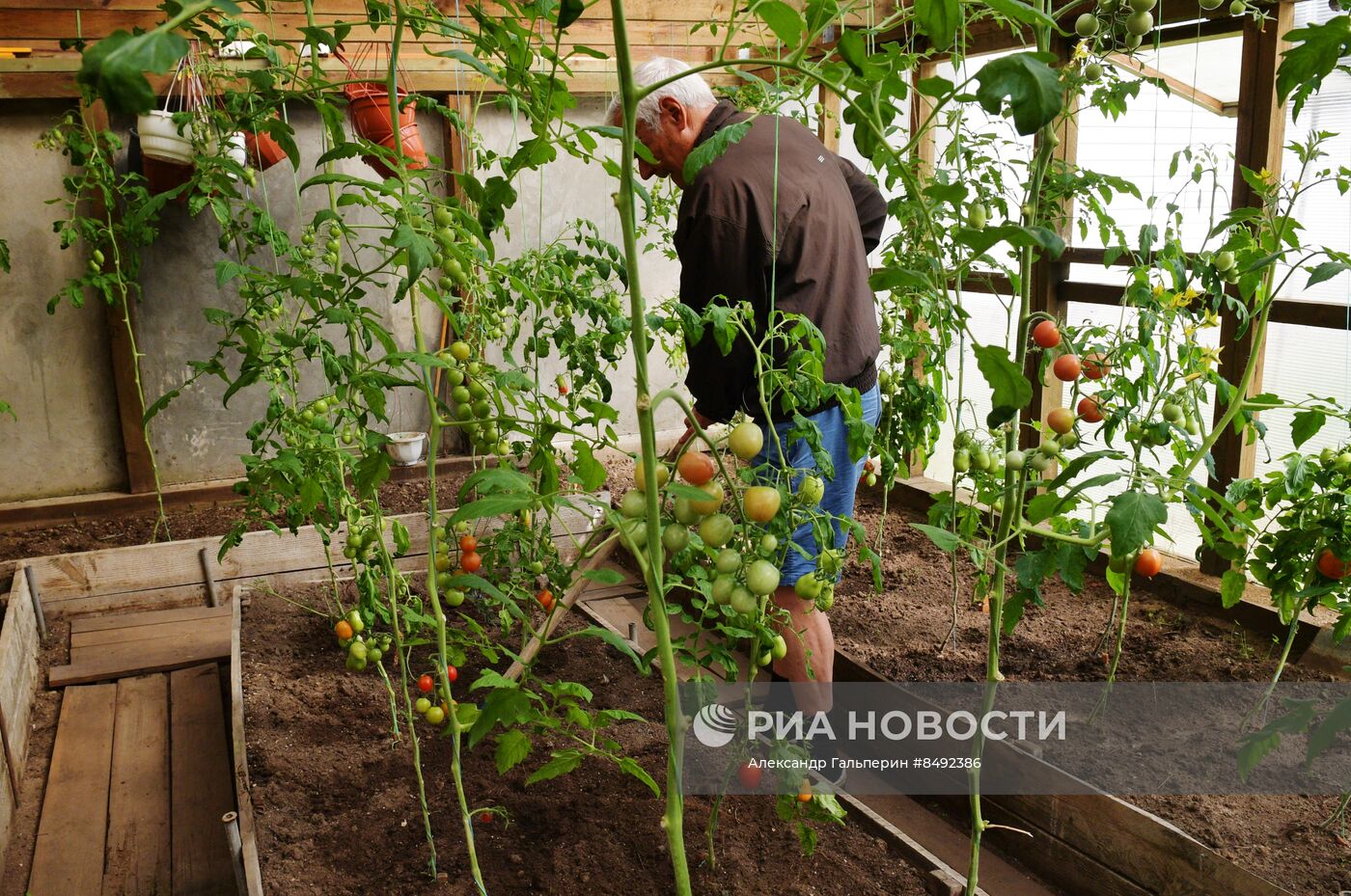 Сбор урожая дачниками в Ленинградской области