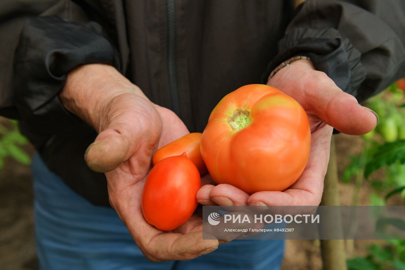 Сбор урожая дачниками в Ленинградской области