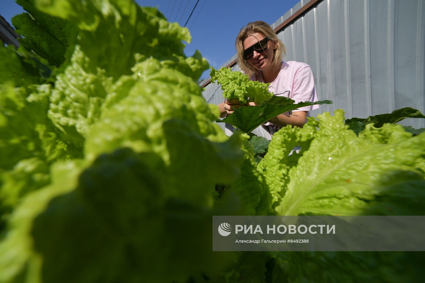 Сбор урожая дачниками в Ленинградской области