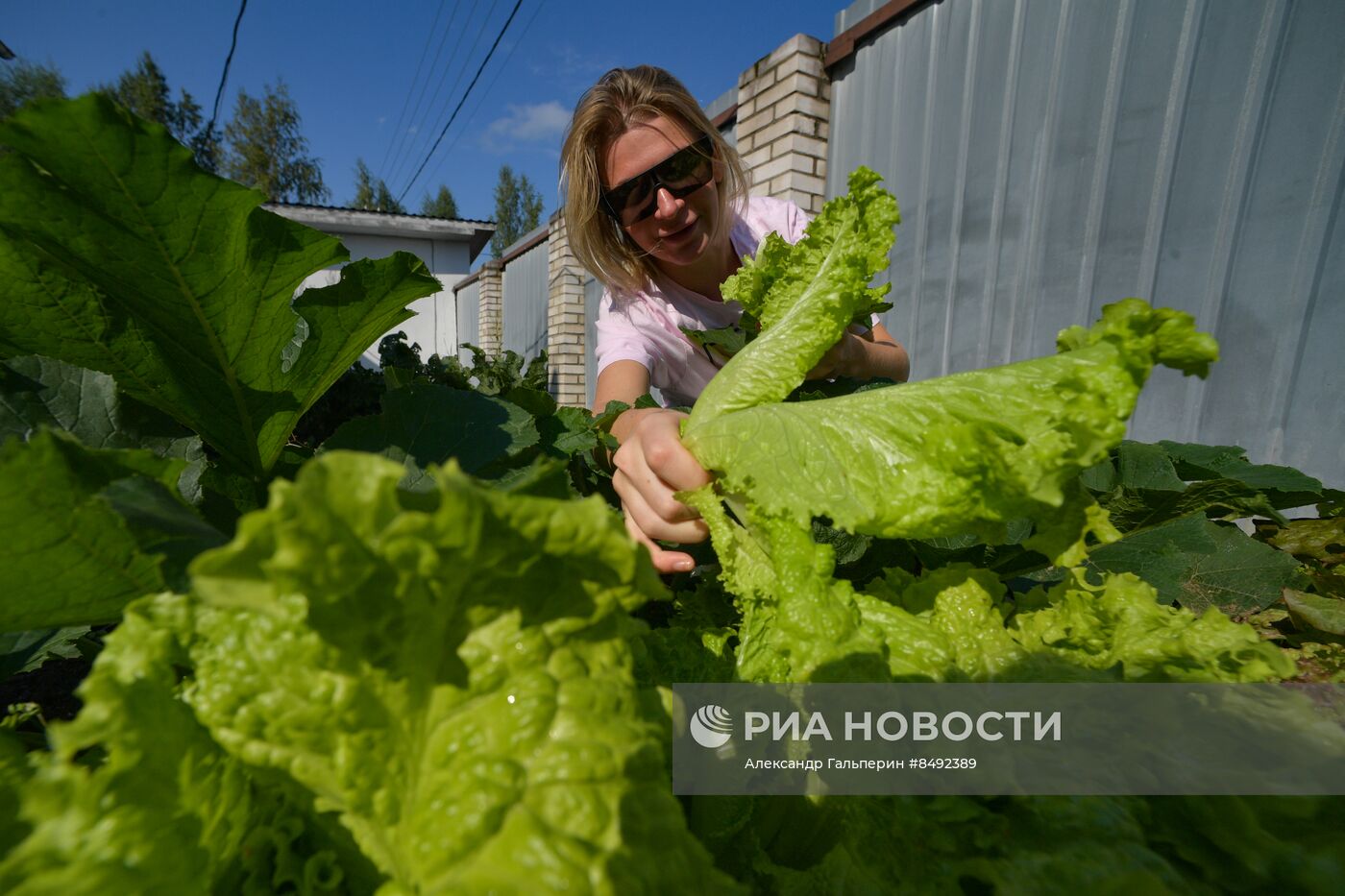 Сбор урожая дачниками в Ленинградской области