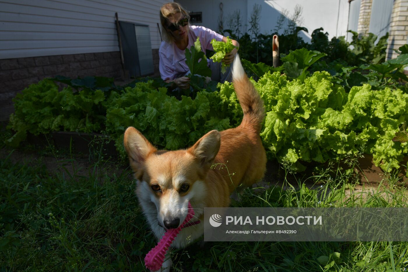 Сбор урожая дачниками в Ленинградской области