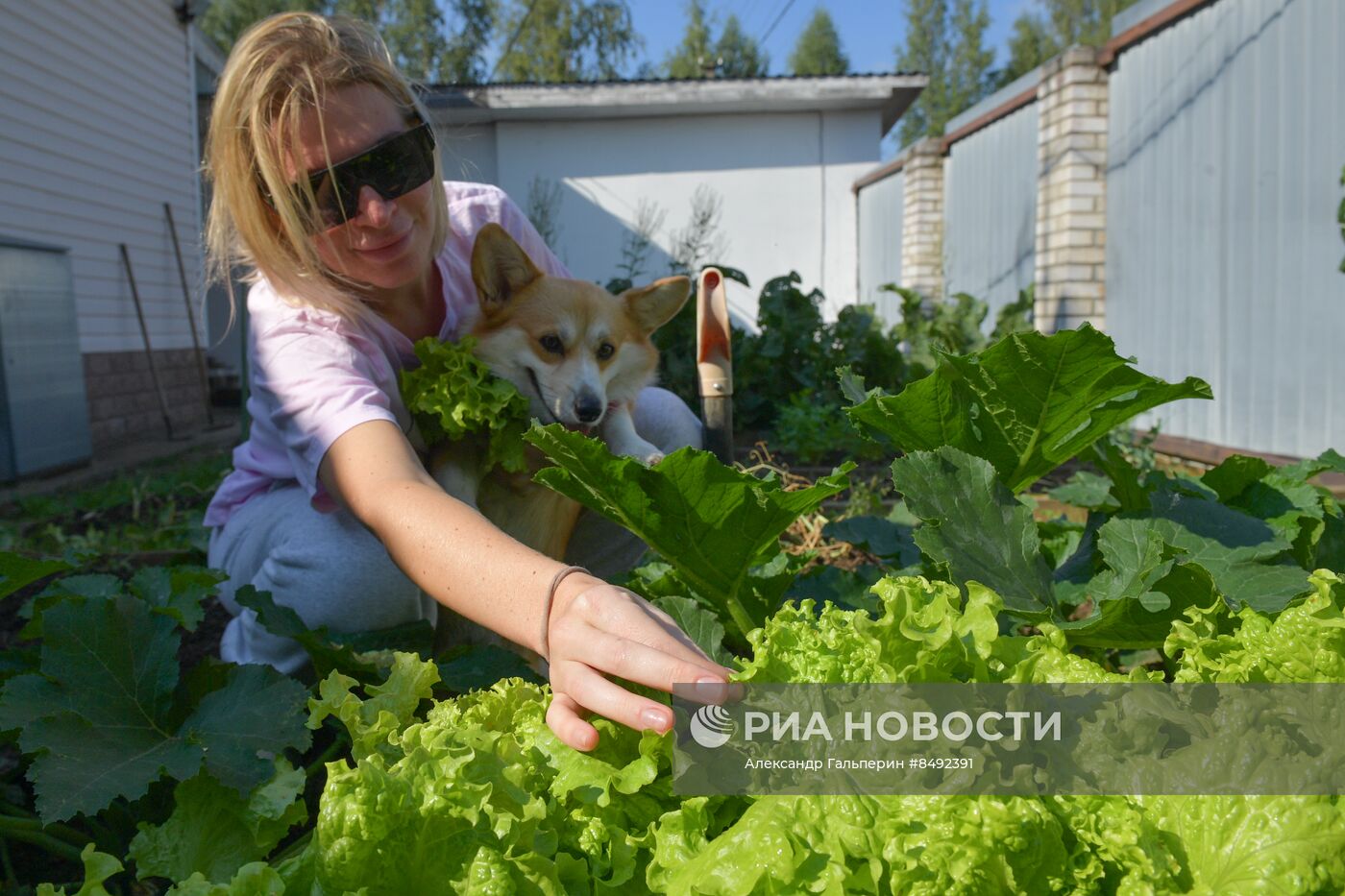 Сбор урожая дачниками в Ленинградской области