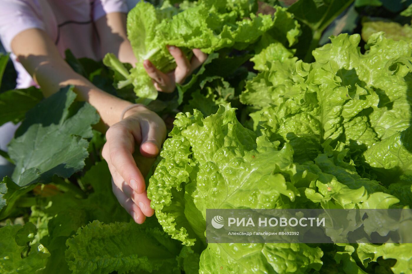 Сбор урожая дачниками в Ленинградской области