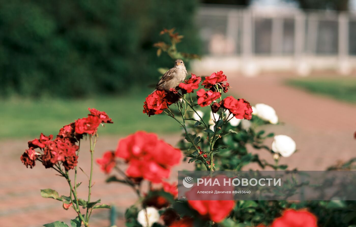 Лето в Санкт-Петербурге