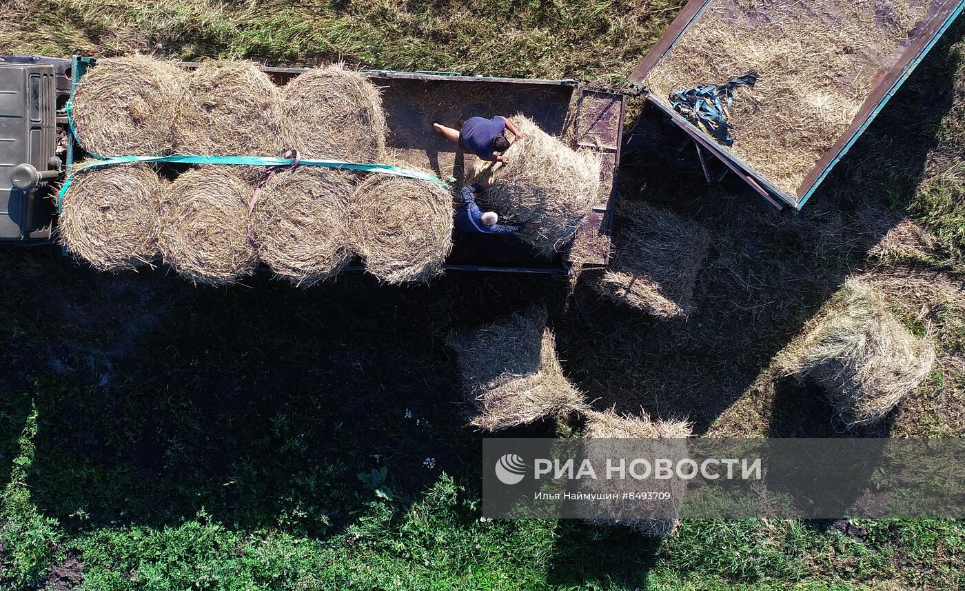 Заготовка кормов для животноводства