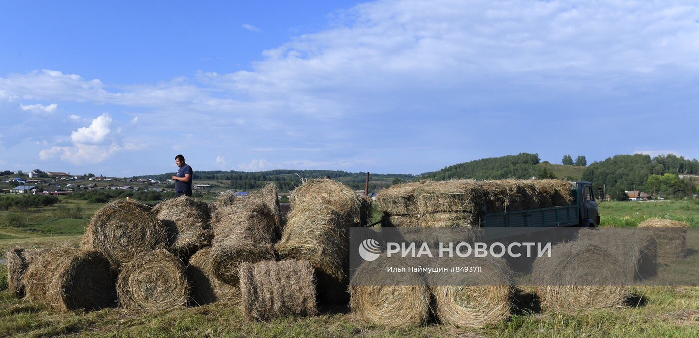 Заготовка кормов для животноводства