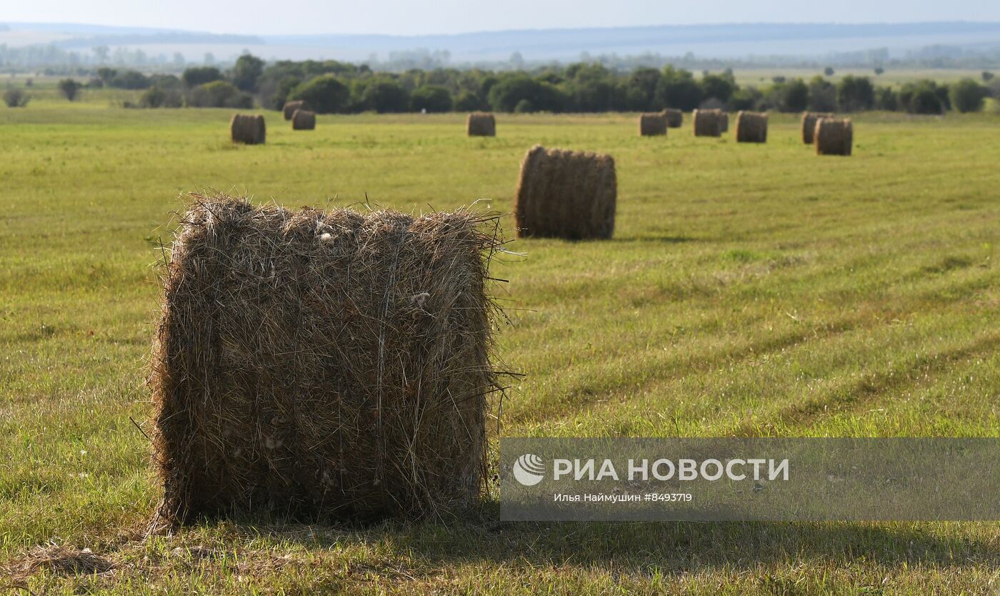 Заготовка кормов для животноводства