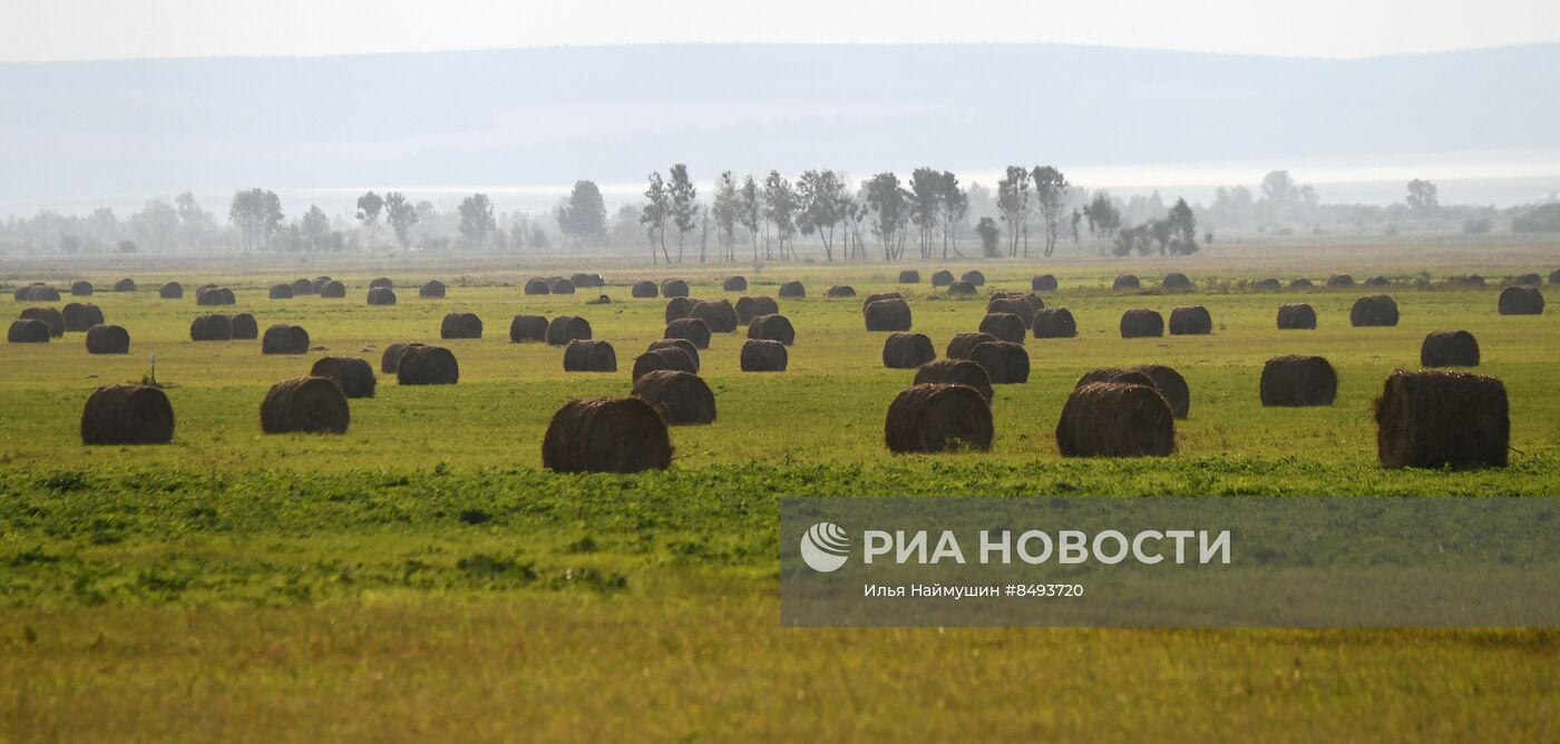 Заготовка кормов для животноводства