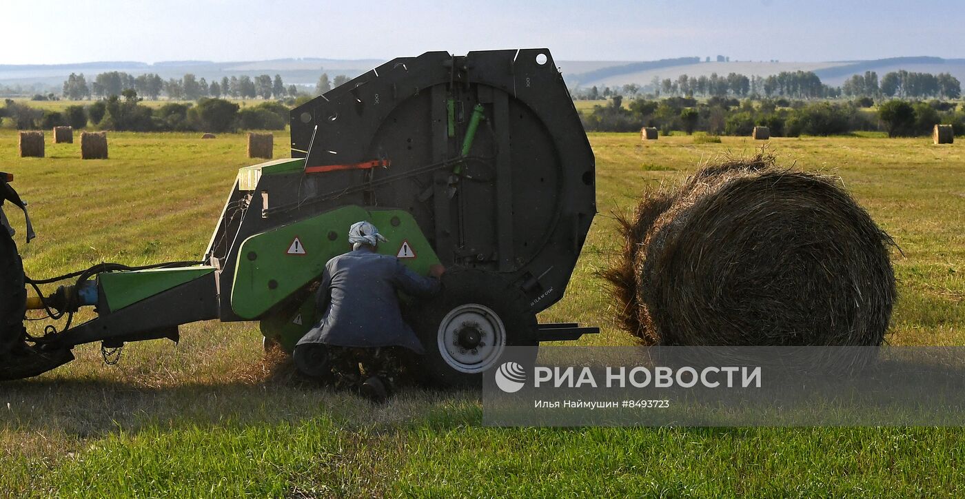 Заготовка кормов для животноводства