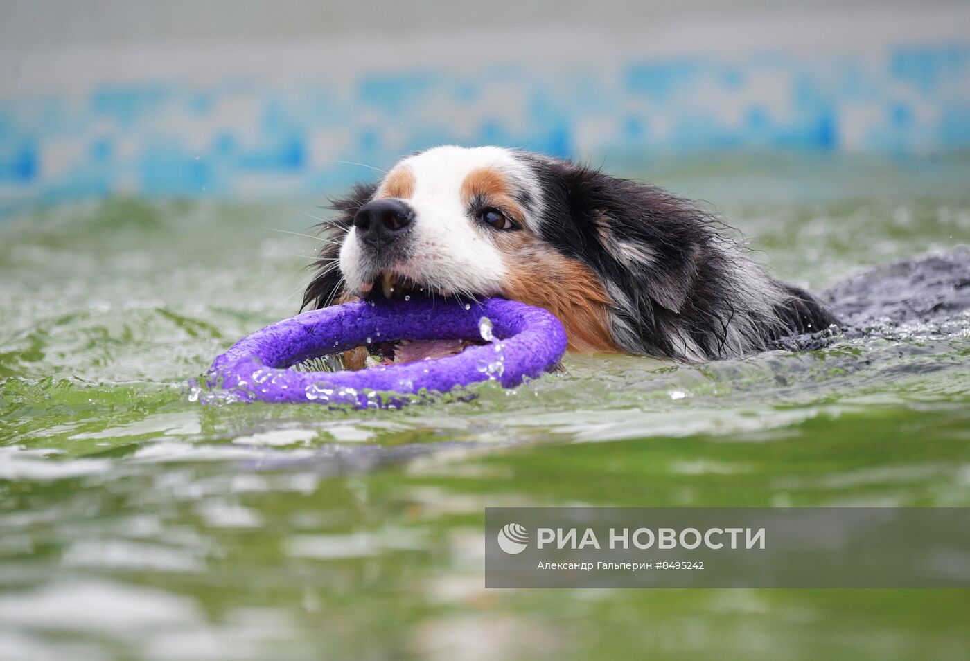 Фестиваль домашних любимцев Petshop Days в Петербурге