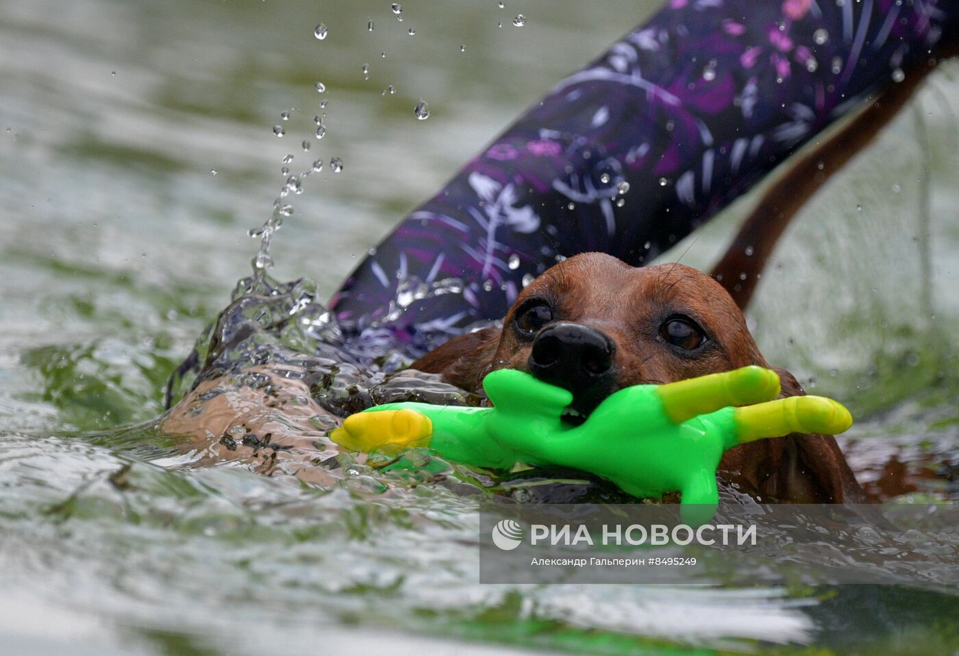 Фестиваль домашних любимцев Petshop Days в Петербурге