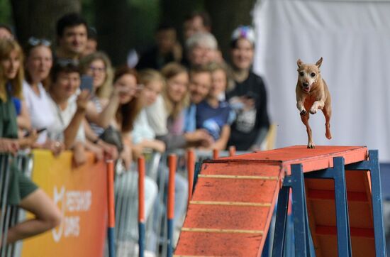 Фестиваль домашних любимцев Petshop Days в Петербурге