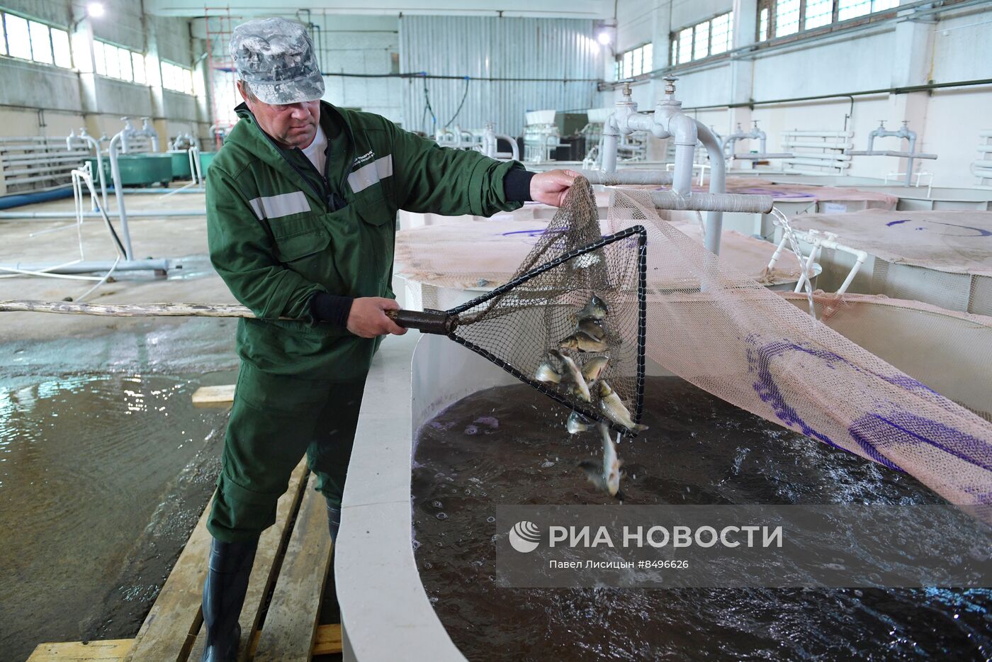 Работа Зеленоборского рыбного завода в Екатеринбурге