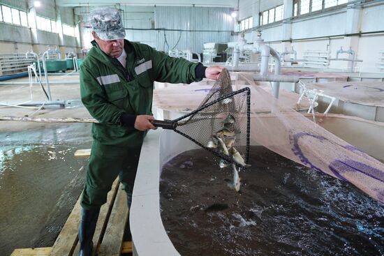 Работа Зеленоборского рыбного завода в Екатеринбурге