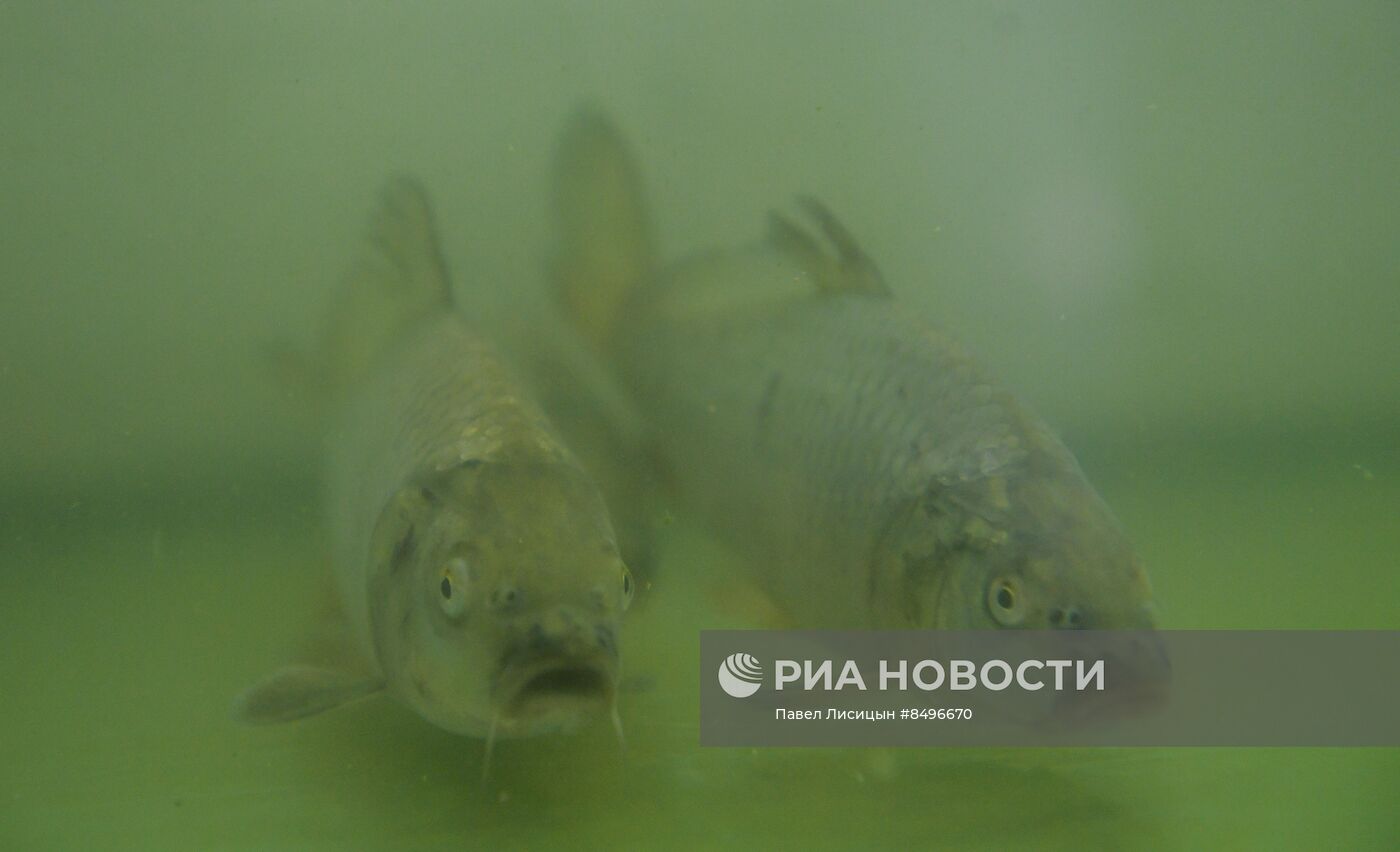Работа Зеленоборского рыбного завода в Екатеринбурге