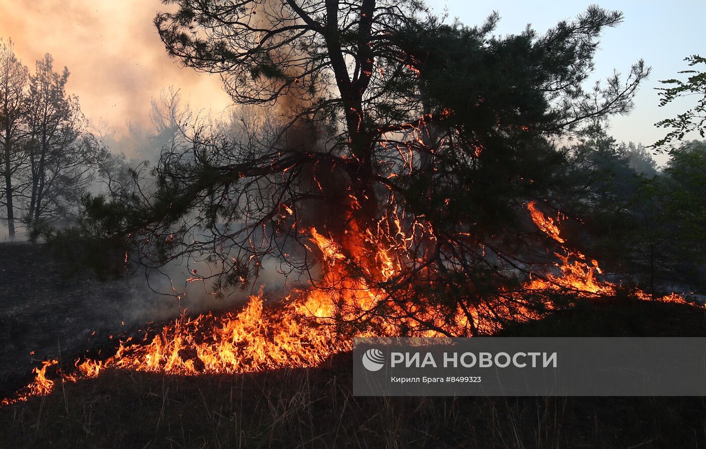 Лесной пожар в Волгоградской области