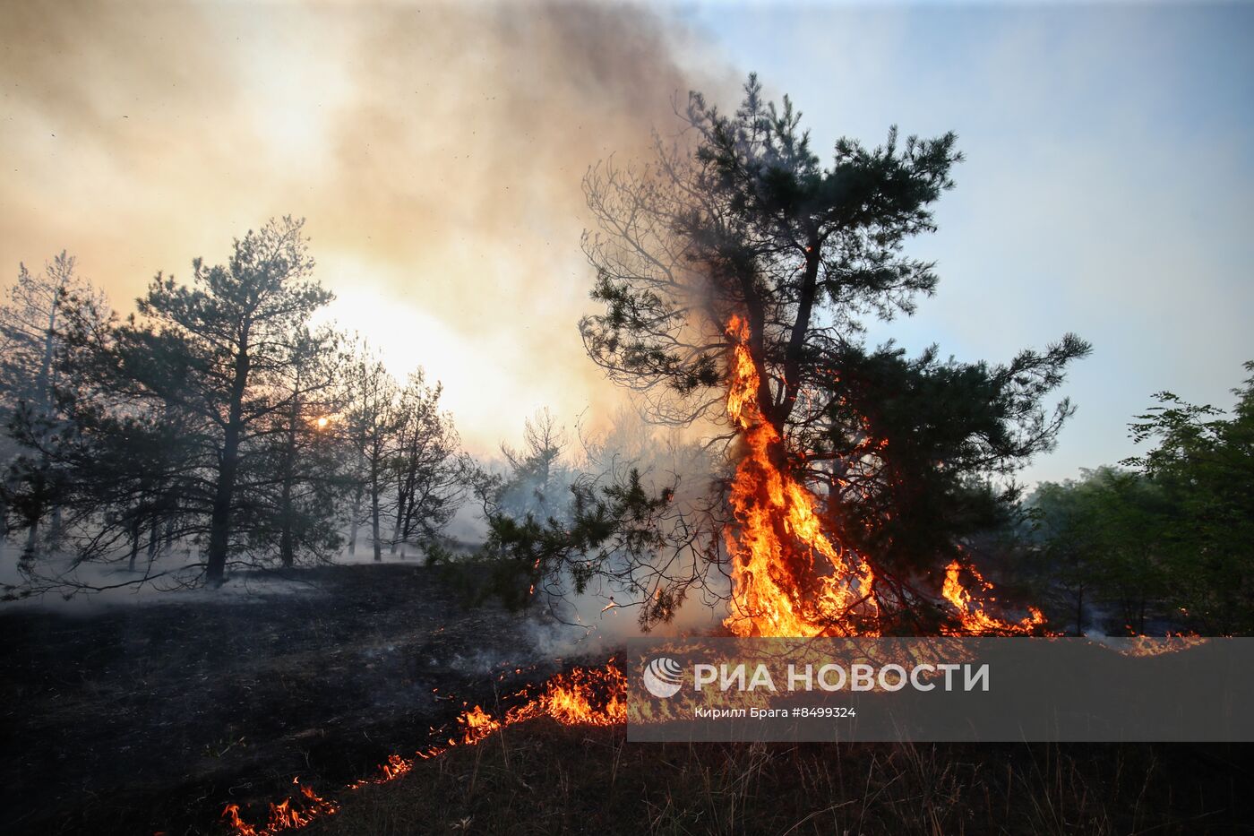 Лесной пожар в Волгоградской области
