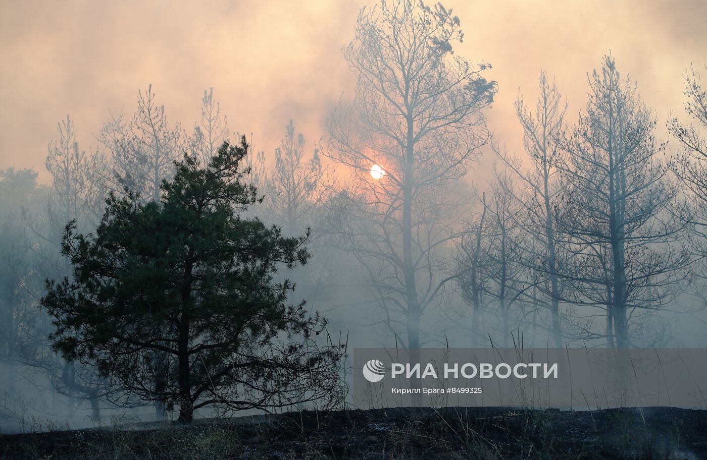 Лесной пожар в Волгоградской области