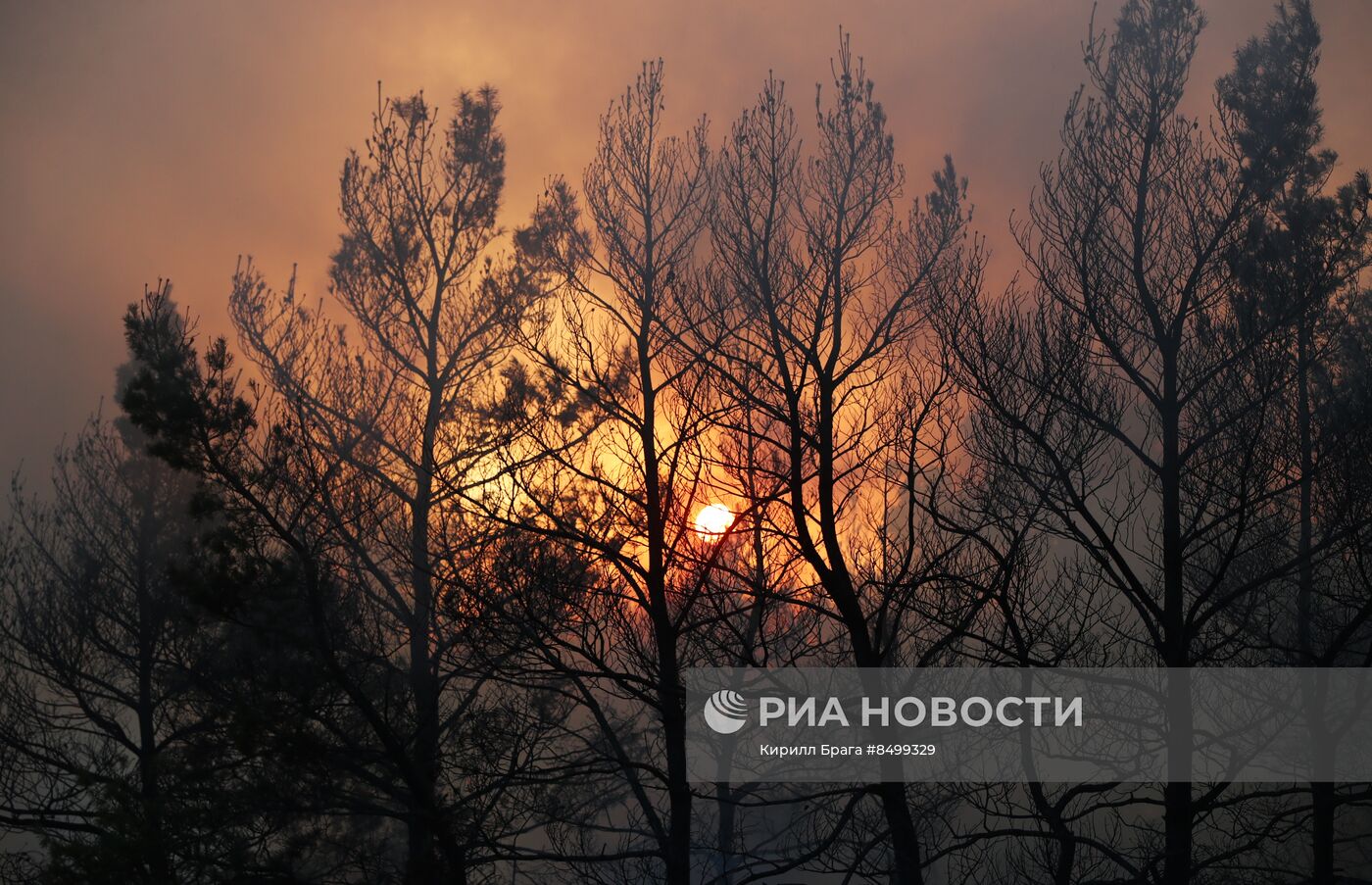 Лесной пожар в Волгоградской области