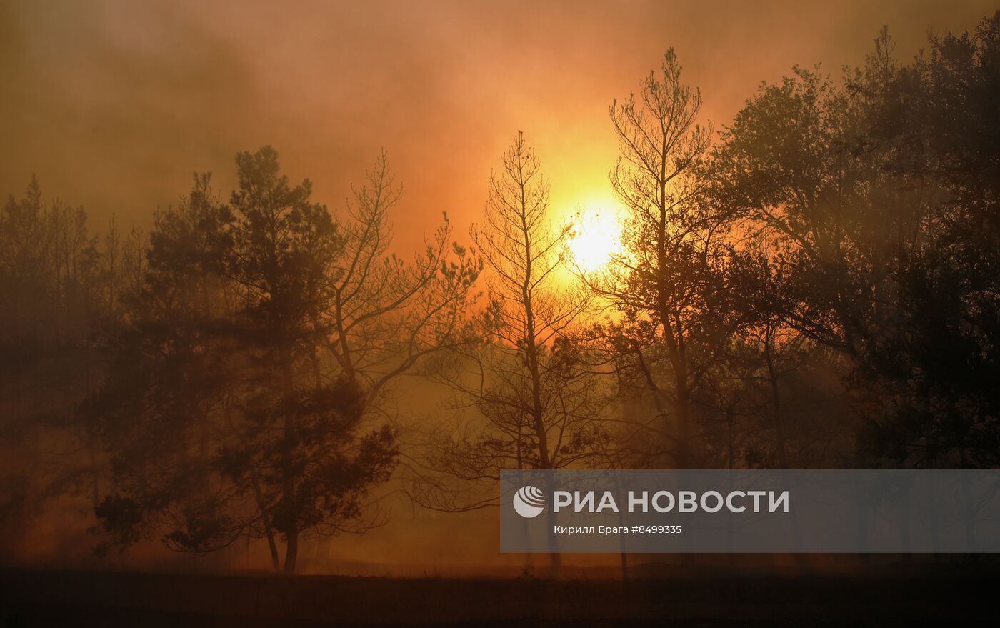 Лесной пожар в Волгоградской области