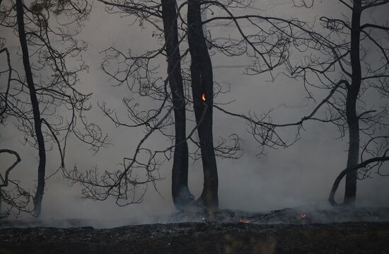 Лесной пожар в Волгоградской области