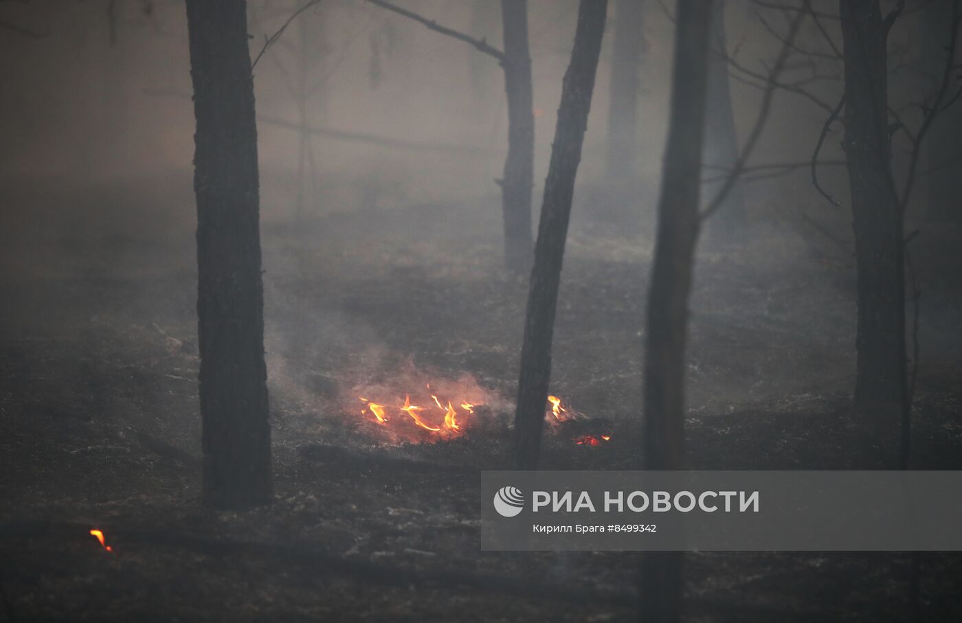 Лесной пожар в Волгоградской области