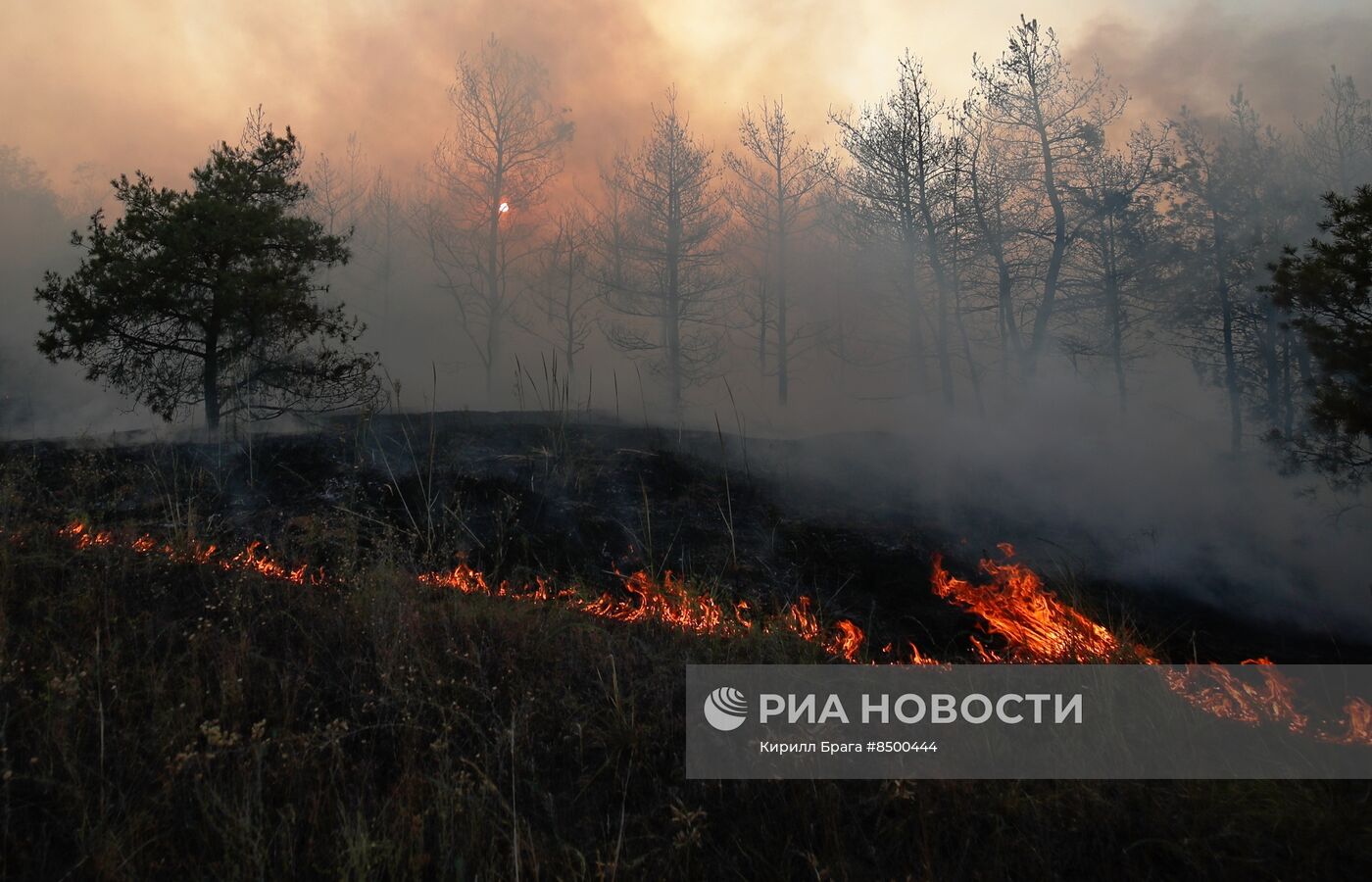 Лесной пожар в Волгоградской области