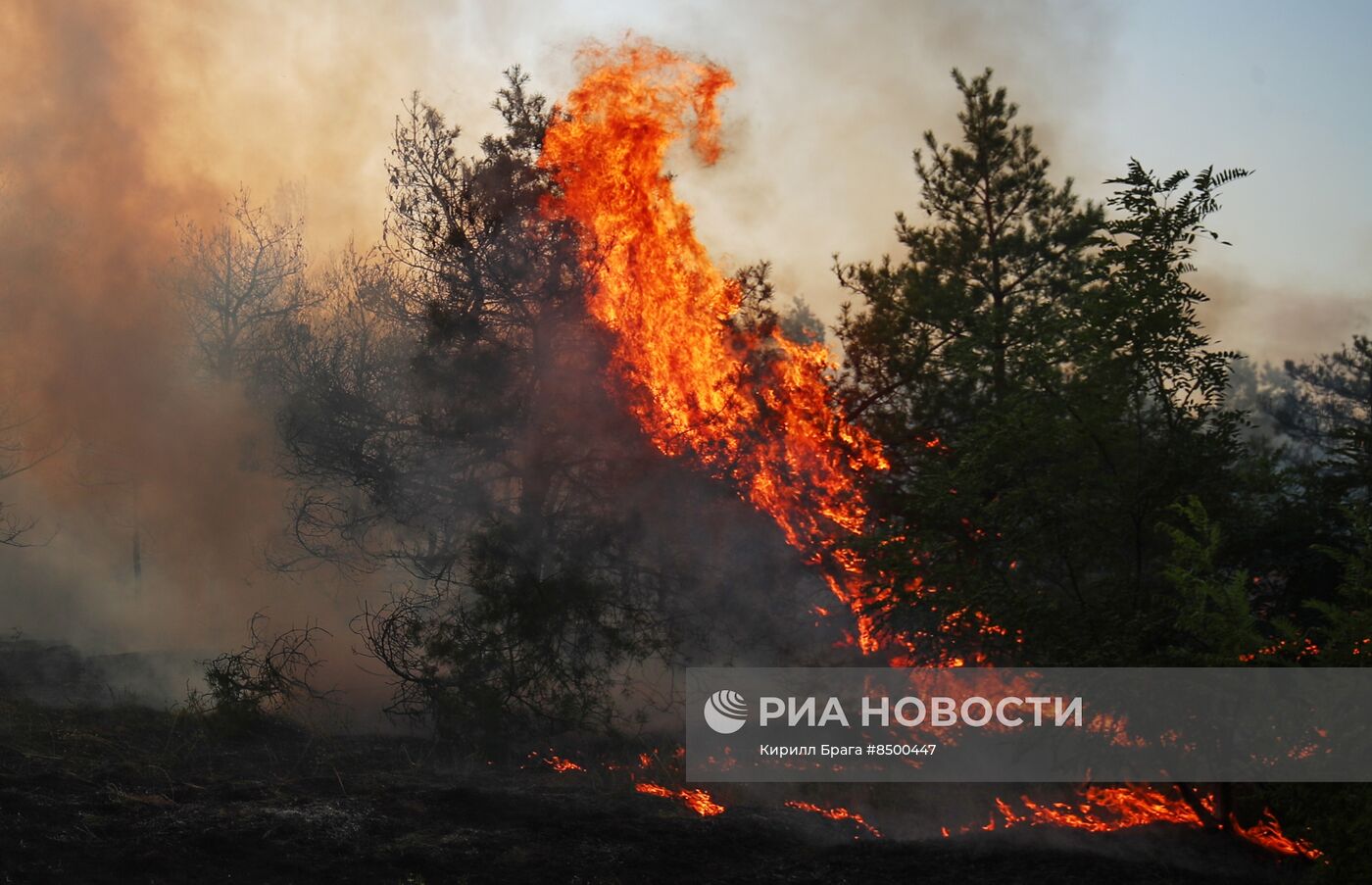 Лесной пожар в Волгоградской области