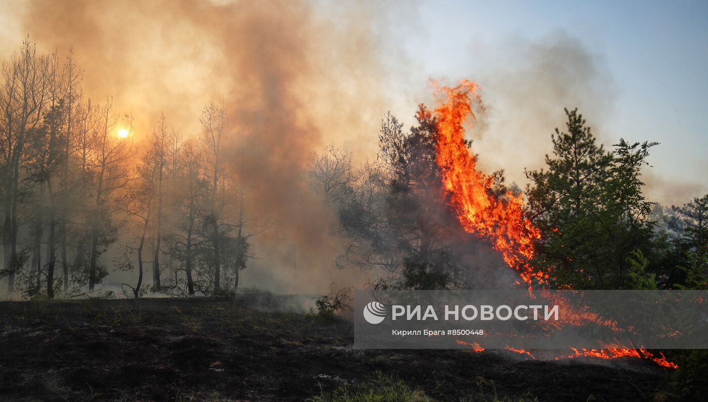 Лесной пожар в Волгоградской области