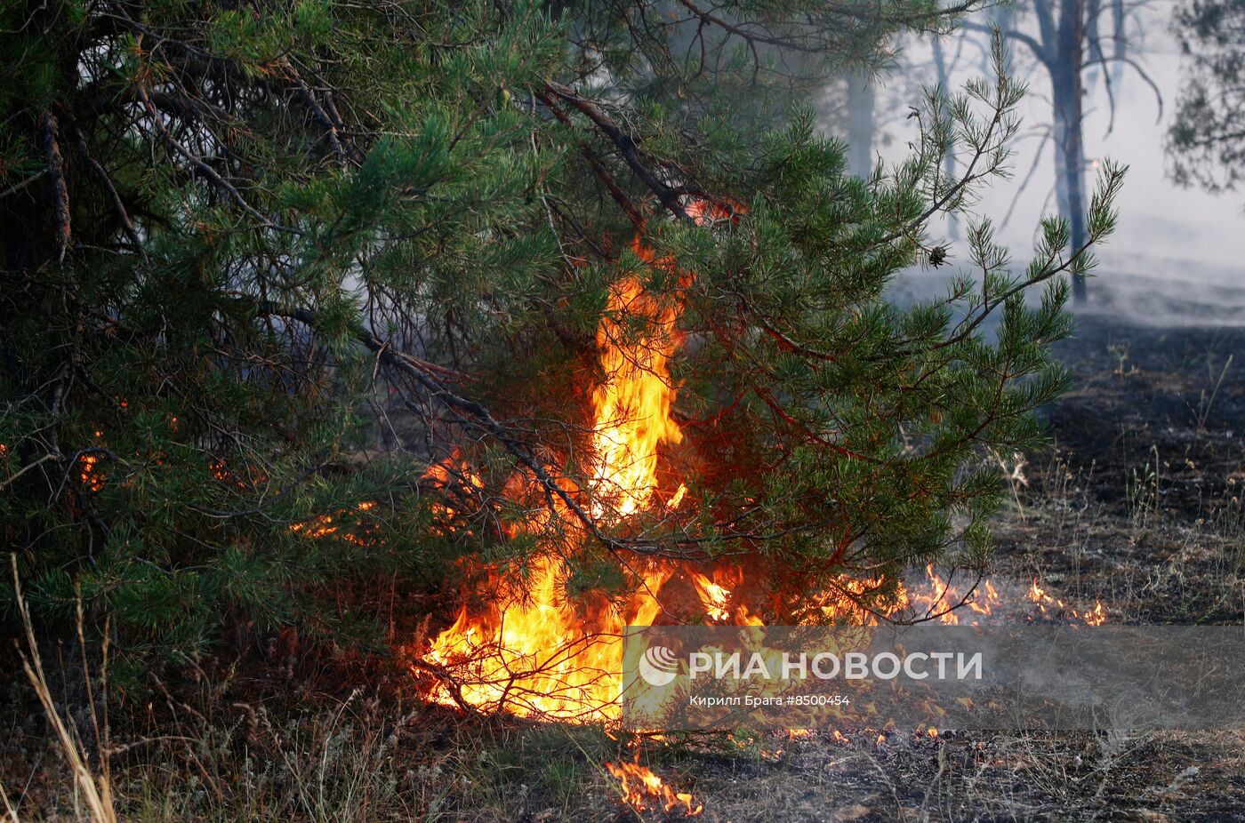 Лесной пожар в Волгоградской области