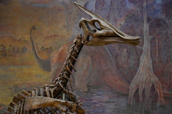 Исследование остатков динозавров в Палеонтологическом музее им. Ю. А. Орлова