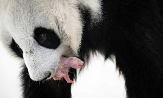 Первый в России детёныш большой панды родился в Московском зоопарке