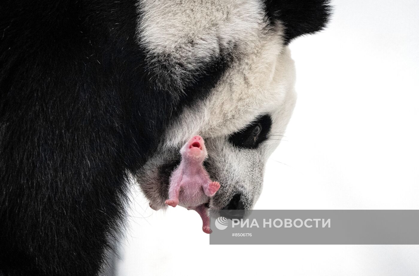 Первый в России детёныш большой панды родился в Московском зоопарке